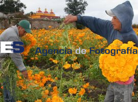Cosecha Cepasúchil - ES imagen agencia de fotografía