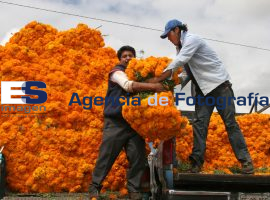Cempasúchil, Mercado de Flores Atlixco - ES imagen agencia de fotografía