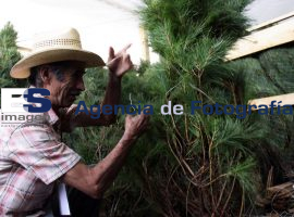 Expo Arboles Navidad - ES imagen agencia de fotografía