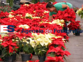 Nochebuena - ES imagen agencia de fotografía