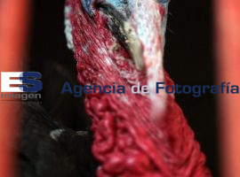 Guajolotes Mercado Cinco de Mayo - ES imagen agencia de fotografía