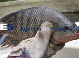 Granjas piscícolas  - ES imagen agencia de fotografía