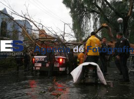 Derrumbe de Árbol Zocalo - ES imagen agencia de fotografía