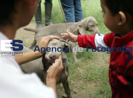 Adopta una mascota  - ES imagen agencia de fotografía