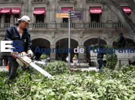 Podan árboles del zócalo  - ES imagen agencia de fotografía