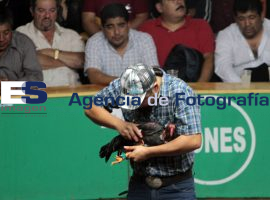 Palenque del Encuentro Mundial Ecuestre - ES imagen agencia de fotografía