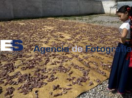 Rastro Hacienda La Carlota  - ES imagen agencia de fotografía