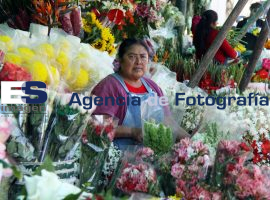 Sube Precio de la Flor de Temporada - ES imagen agencia de fotografía