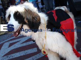 Concurso de Disfraces de Mascotas - ES imagen agencia de fotografía