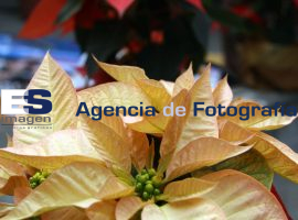 Feria de la Flor de Nochebuena Atlixco - ES imagen agencia de fotografía
