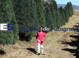 Capacitan a Habitantes de Ixtapalucan en la venta de arboles de navidad - ES imagen agencia de fotografía