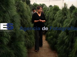 Venta de pinos naturales en el Parque Ecológico - ES imagen agencia de fotografía