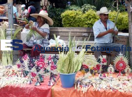 Comienza venta de palma para el domingo de ramos - ES imagen agencia de fotografía