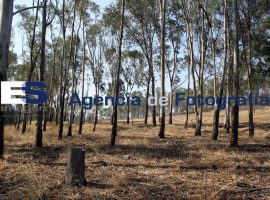 Vigilarán Cerro de Amalucan por Tala Clandestina - ES imagen agencia de fotografía