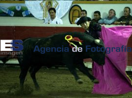 Novillada de Feria  - ES imagen agencia de fotografía