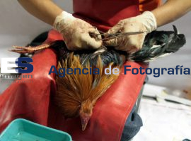 Torneo de Gallos en el Palenque de la Feria de Puebla - ES imagen agencia de fotografía