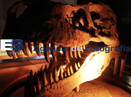 Inauguración de Esqueleto Tiranosaurio Rex - ES imagen agencia de fotografía