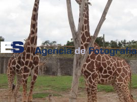 Animales en el Zoologico Africam Safari - ES imagen agencia de fotografía