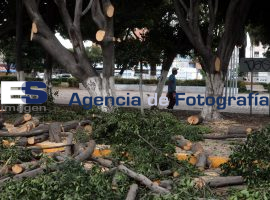 Parques y Jardines del Ayuntamiento poda árboles en bulevar 5 de Mayo - ES imagen agencia de fotografía