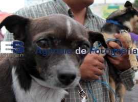 Manifestación a favor de los Derechos de los Animales - ES imagen agencia de fotografía