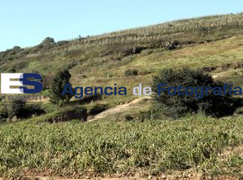 Heladas Terminan con Cultivos - ES imagen agencia de fotografía