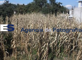 Pérdida de Cultivos por Bajas Temperaturas - ES imagen agencia de fotografía