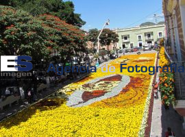 Exhiben en Atlixco alfombra de  cempasúchil - ES imagen agencia de fotografía