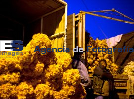Flor de Cempazúchitl Mercado Atlixco - ES imagen agencia de fotografía