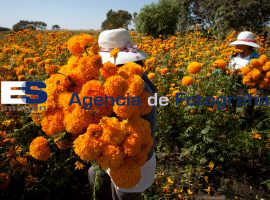 Cosecha Flor de Cempazúchitl - ES imagen agencia de fotografía