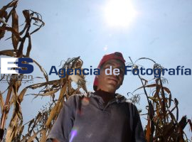 Jornaleros realizan la corta de mazorcas - ES imagen agencia de fotografía