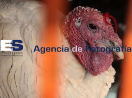 Pavo navideño en mercado 5 de mayo - ES imagen agencia de fotografía
