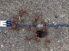 Hormiguero - ES imagen agencia de fotografía