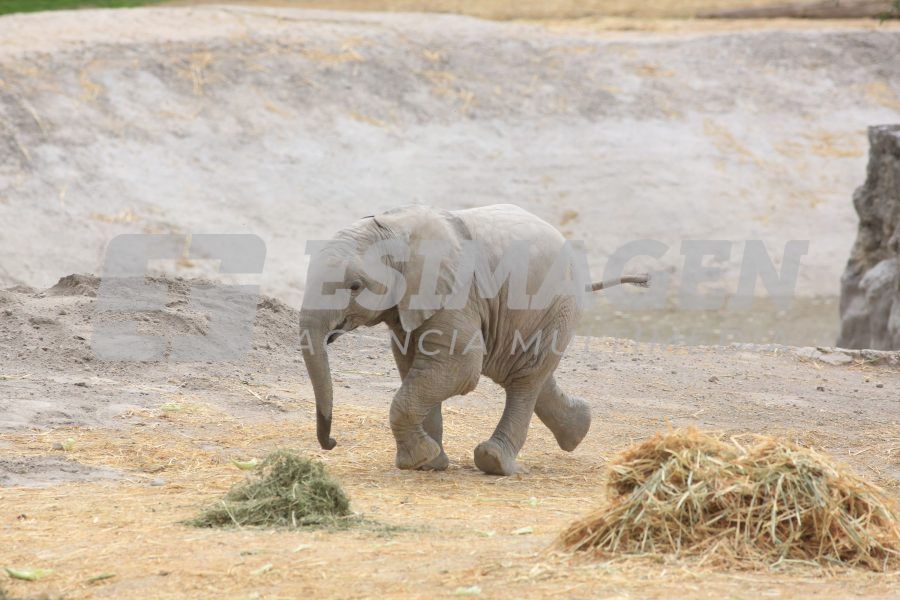 elefantes en africam safari