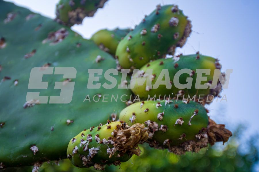 La Cochinilla: el insecto que revolucionó los tintes rojos - Agencia de ...