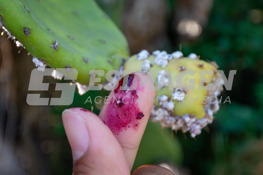 La Cochinilla: el insecto que revolucionó los tintes rojos - Agencia de ...