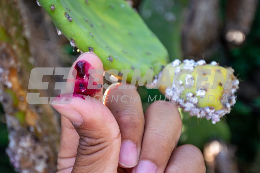 La Cochinilla: el insecto que revolucionó los tintes rojos - Agencia de ...