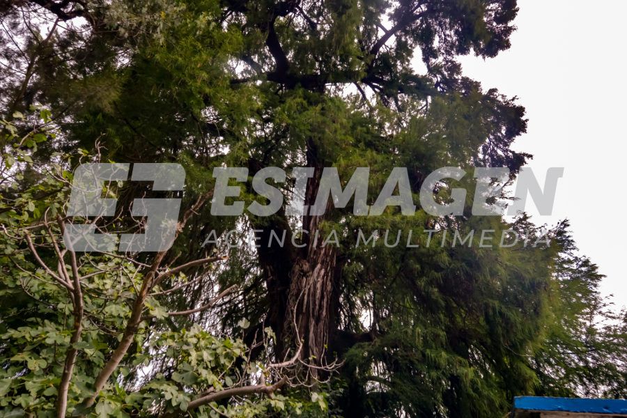 El Ahuehuete de Amaxac: Un Tesoro Natural de 500 Años - Agencia de ...