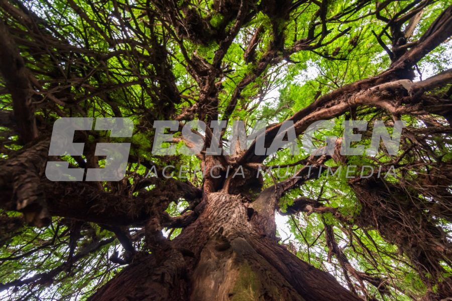 El Ahuehuete de Amaxac: Un Tesoro Natural de 500 Años - Agencia de ...