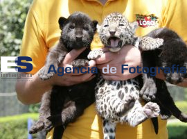 Nacimientos de Jaguar Parque Loro - ES imagen agencia de fotografía