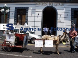 Protestan con burrotaxi - ES imagen agencia de fotografía