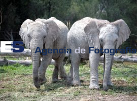 Africam Safari elefantes de Namibia - ES imagen agencia de fotografía