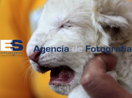 Nacen Leones Blancos - ES imagen agencia de fotografía