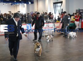 Circuito Nacional Canino en el CCU - ES imagen agencia de fotografía