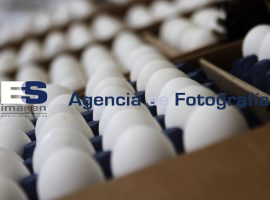 Aumenta el precio del Huevo - ES imagen agencia de fotografía