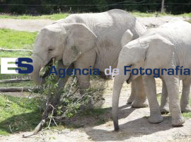 Africam Safari presenta documental "Cargas Imposibles" - ES imagen agencia de fotografía