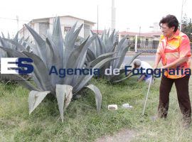 Familia Moya rescata agaves bulevard Carlos Camacho  - ES imagen agencia de fotografía