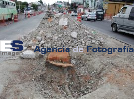 Tala de arboles bulevard Carlos Camacho Espíritu - ES imagen agencia de fotografía