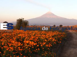 Corte de Cempasúchil en San Nicolás de los Ranchos - ES imagen agencia de fotografía