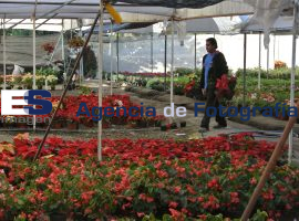 Venta de flor de nochebuena en Atlixco 2012 - ES imagen agencia de fotografía