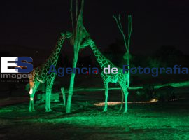 Safari Nocturno en Africam Safari 2012 - ES imagen agencia de fotografía